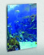 Mercan Resifinde Renkli Balıklar Temperli Cam Tablo