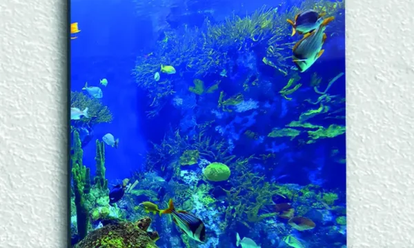 Mercan Resifinde Renkli Balıklar Temperli Cam Tablo