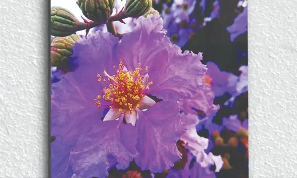 Pembe Mor Çiçek Demeti Temperli Cam Tablo