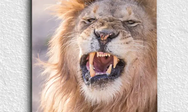 Kükreyen Aslan Portresi Temperli Cam Tablo