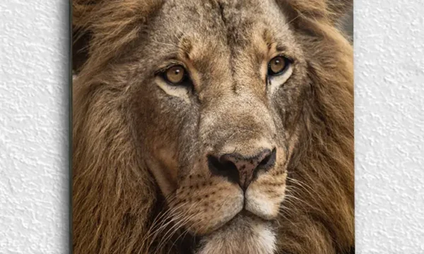 Aslan Portresi Temperli Cam Tablo