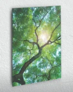 Güneş Işığıyla Parlayan Ağaç Dalları Temperli Cam Tablo