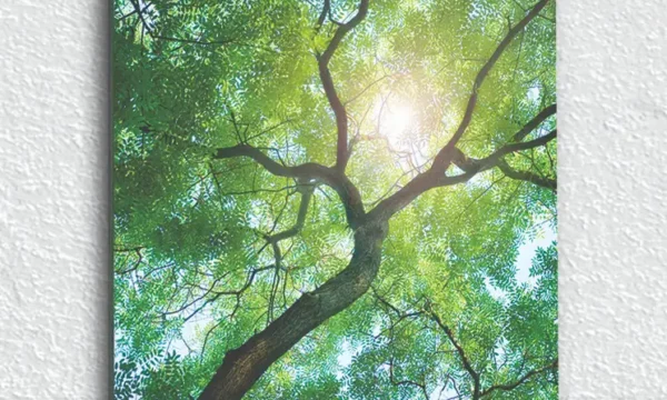 Güneş Işığıyla Parlayan Ağaç Dalları Temperli Cam Tablo