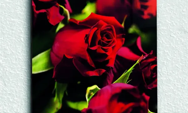 Koyu Arka Planda Kırmızı Güller Temperli Cam Tablo