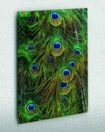 Tavus Kuşu Tüyleri Detaylı Temperli Cam Tablo