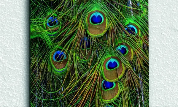 Tavus Kuşu Tüyleri Detaylı Temperli Cam Tablo