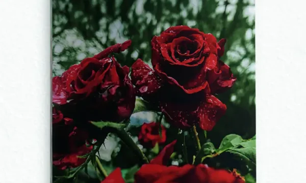 Yağmur Sonrası Kırmızı Güller Temperli Cam Tablo