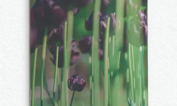 Mor Laleler Bahçesi Temperli Cam Tablo