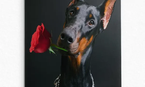 Kırmızı Gül Tutan Doberman Köpek Temperli Cam Tablo