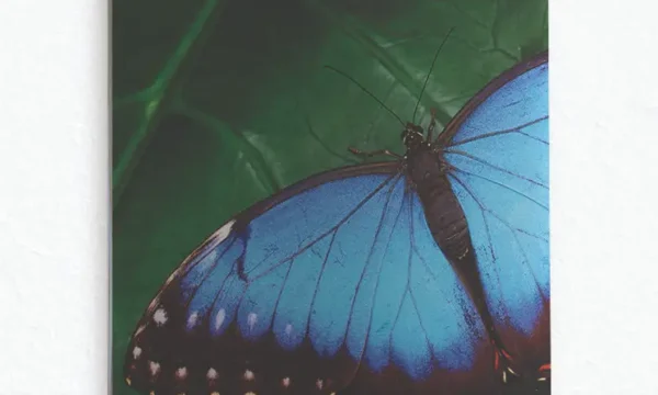 Mavi Kelebek ve Yeşil Yaprak Temperli Cam Tablo
