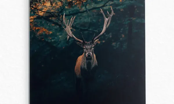 Ormanda Geyik Silüeti Temperli Cam Tablo