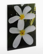 Beyaz Frangipani Çiçekleri Temperli Cam Tablo