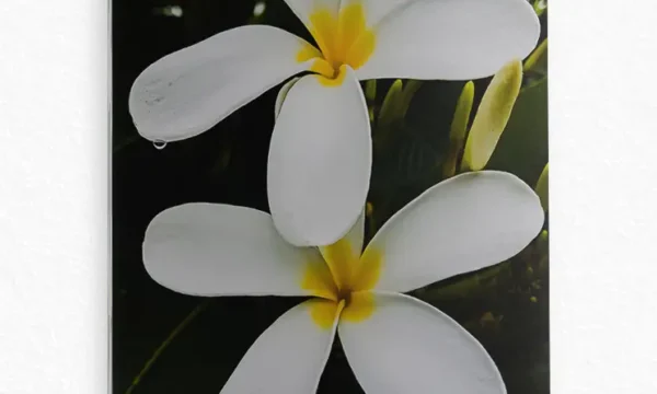 Beyaz Frangipani Çiçekleri Temperli Cam Tablo