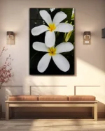 Beyaz Frangipani Çiçekleri Temperli Cam Tablo - Görsel 3