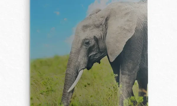 Afrika Savanasında Fil Temperli Cam Tablo