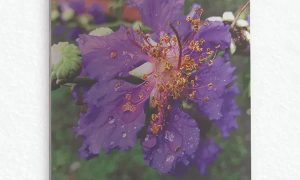 Yağmur Damlalı Mor Çiçek Temperli Cam Tablo