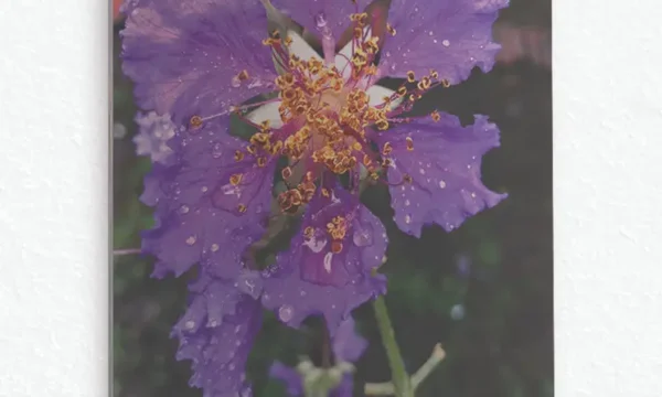 Doğal Ortamda Mor Çiçek Temperli Cam Tablo